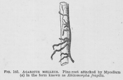 Agaricus