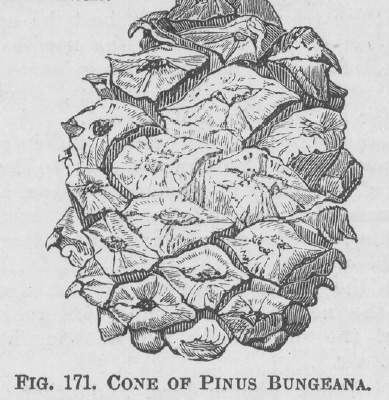 Pinus