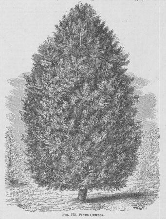 Pinus