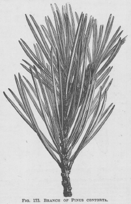 Pinus