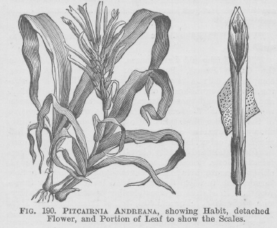 Pitcairnia