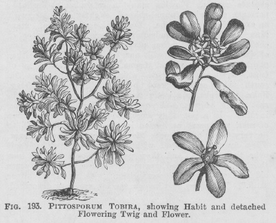 Pittosporum