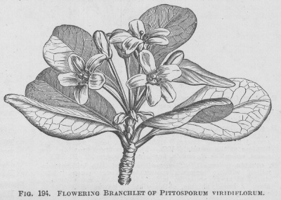Pittosporum