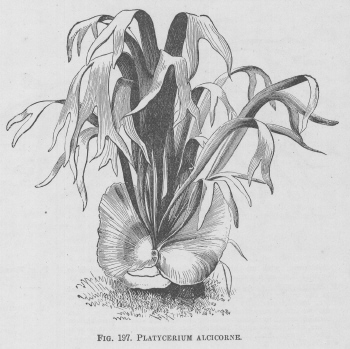 Platycerium