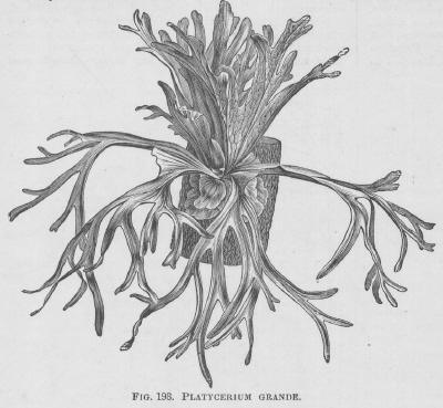 Platycerium