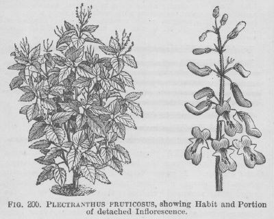 Plectranthus