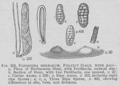 Pleospora