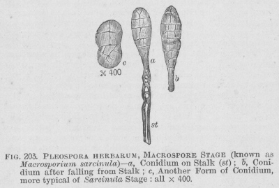 Pleospora