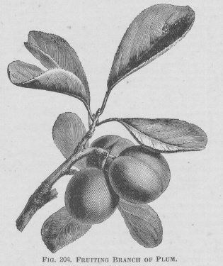 Plum