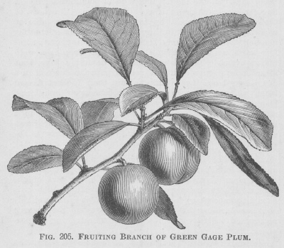 Plum