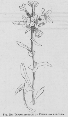 Plumbago