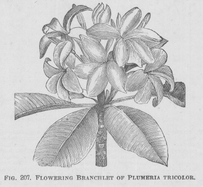 Plumeria