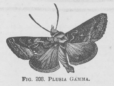 Plusia