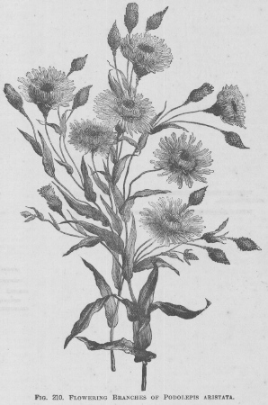 Podolepis