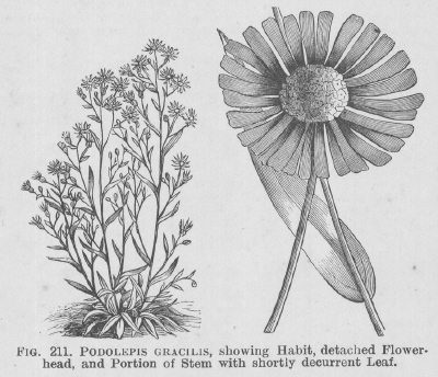 Podolepis