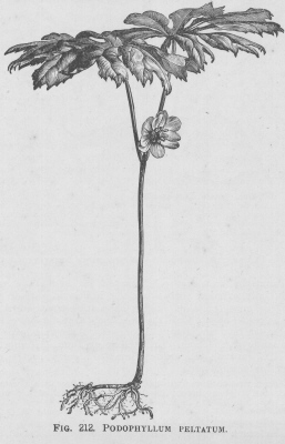 Podophyllum