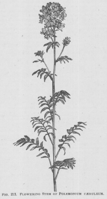 Polemonium