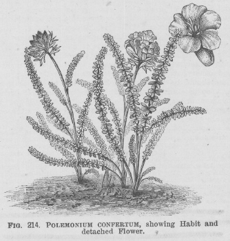 Polemonium