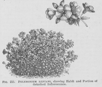 Polemonium
