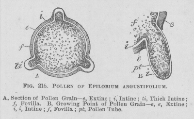 Pollen