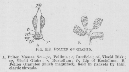 Pollen