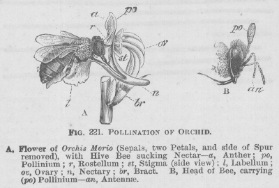 Pollination