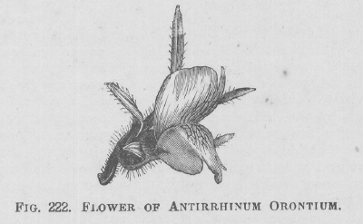 Antirrhinum