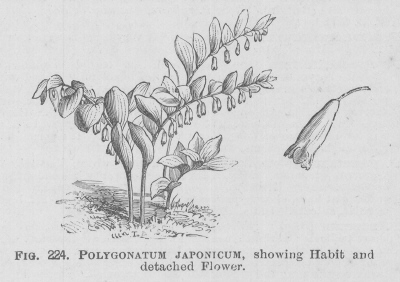 Polygonatum
