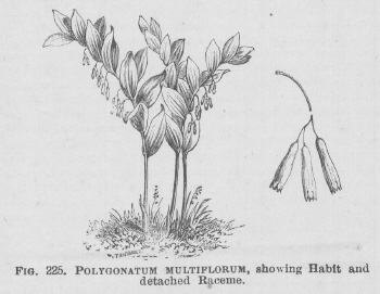 Polygonatum