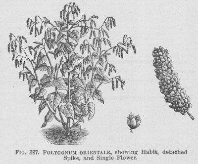 Polygonum