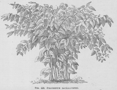 Polygonum