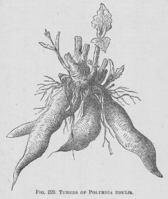 Polymnia