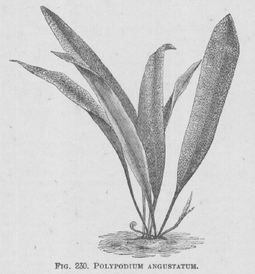 Polypodium