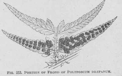 Polypodium
