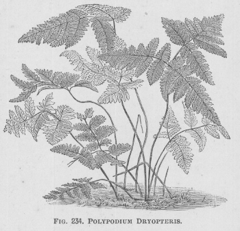 Polypodium