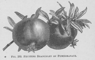 Pomegranate