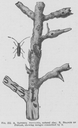 Saperda