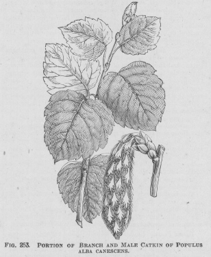 Populus