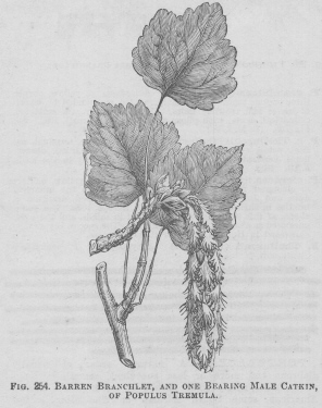 Populus