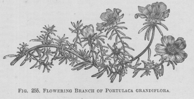 Portulaca