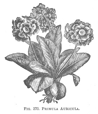 Primula