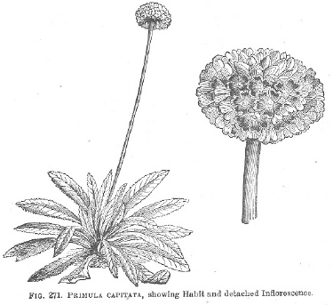 Primula