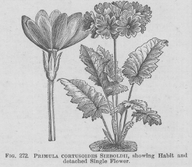 Primula