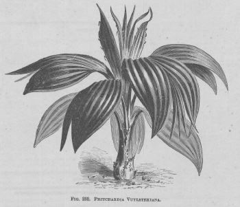 Pritchardia