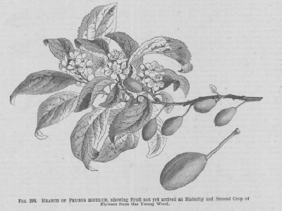 Prunus