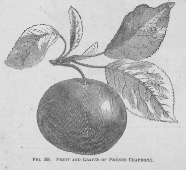 Prunus