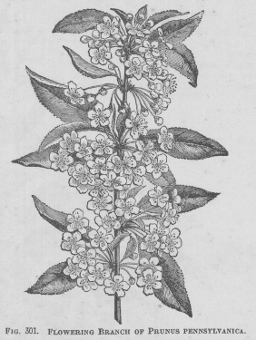 Prunus