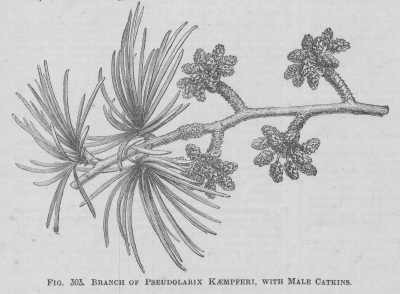 Pseudolarix
