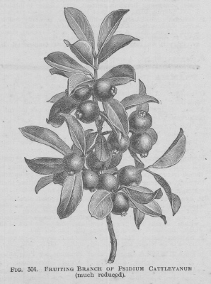 Psidium