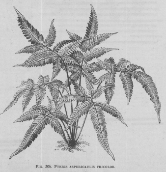 Pteris